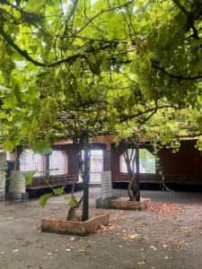 Weinrebe 1