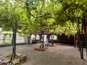 Weinrebe 2
